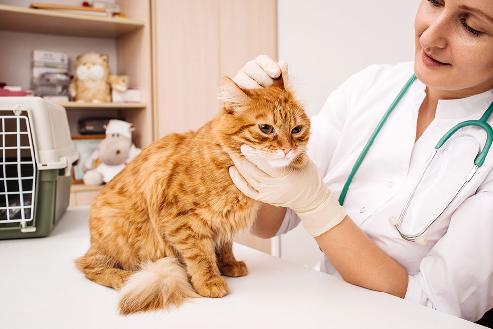 Effective Tips to Consider Before Buying Pet Meds Online