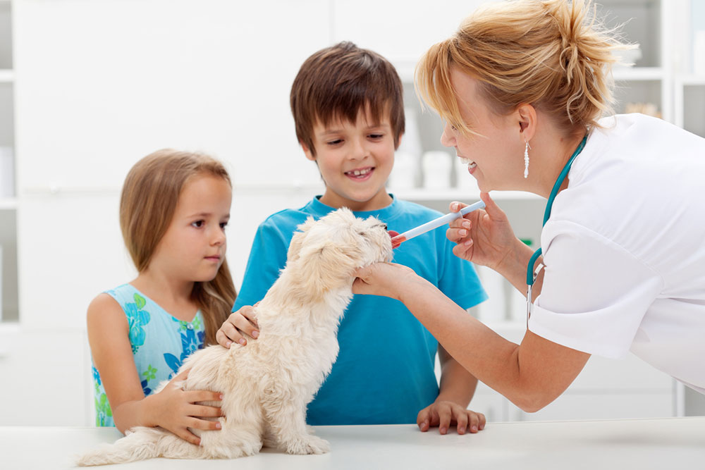 How to Decide on Pet Insurance Coverage