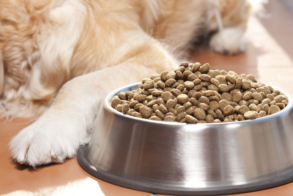How to Treat Food Allergies in Dogs
