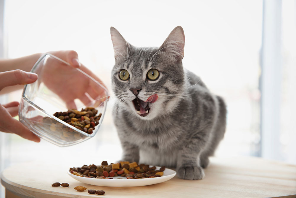 The Symptoms of Feline Diabetes