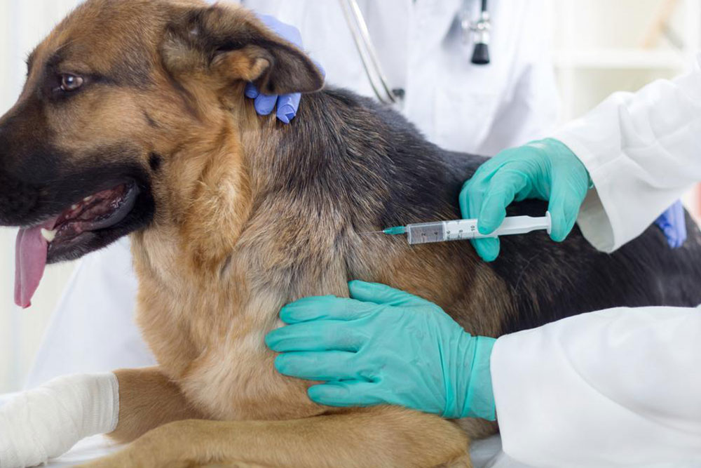 What to Know About Rabies to Protect Pets