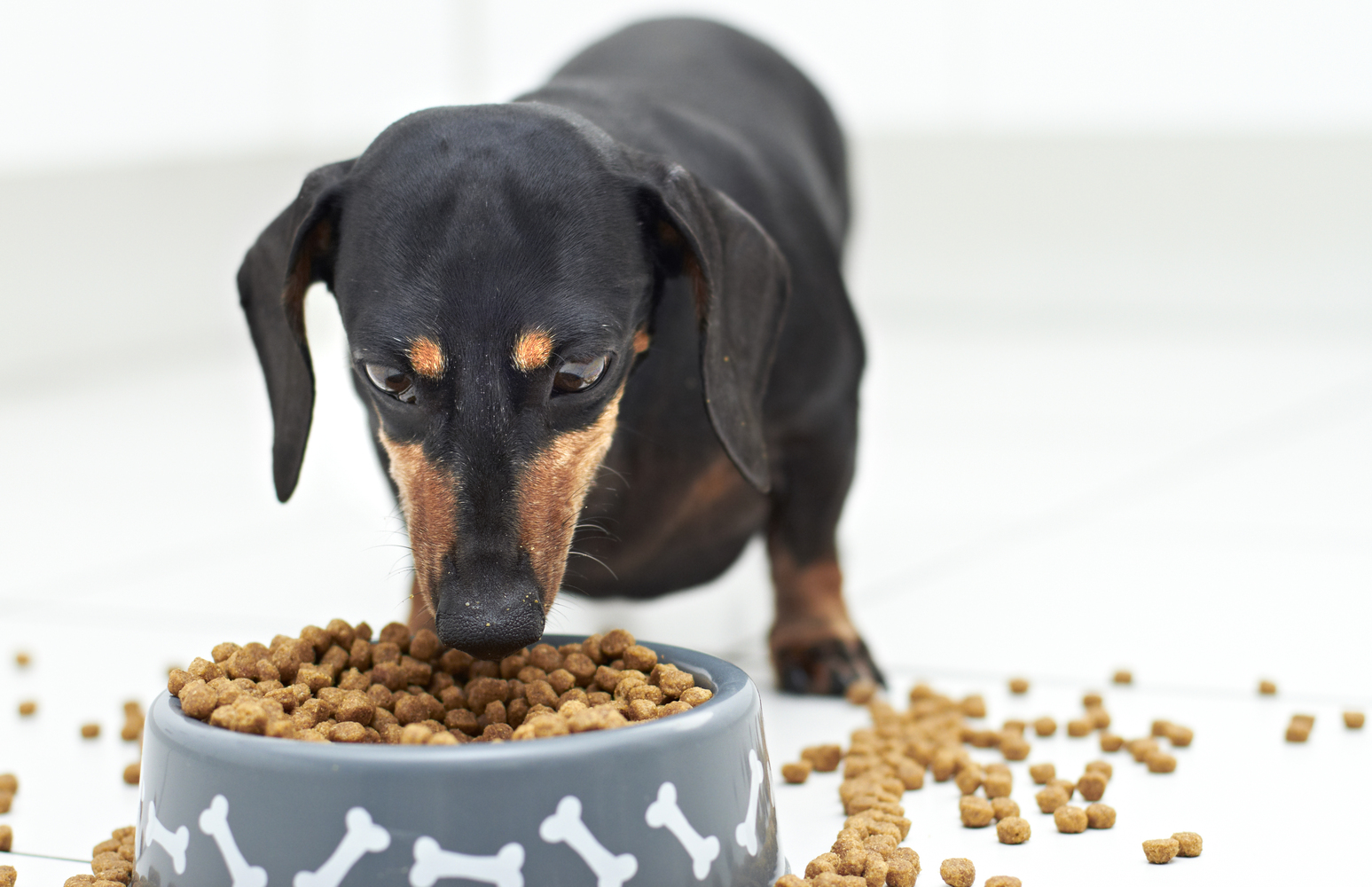 Toxic Foods for Pets