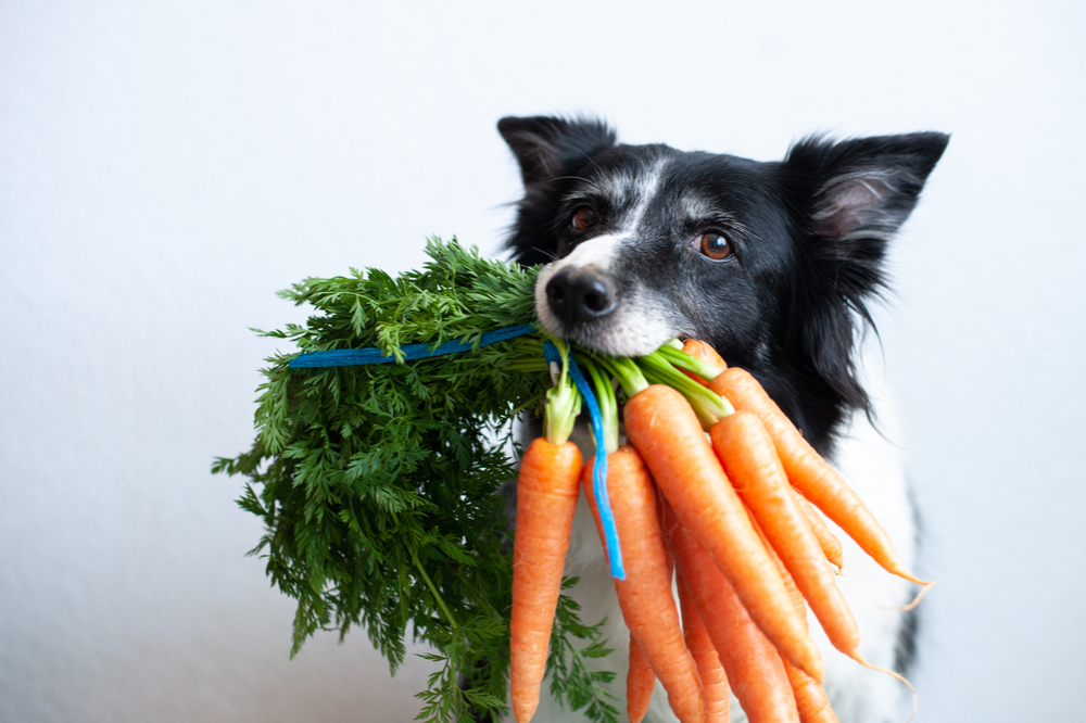 The 5 Best Human Foods for Dogs